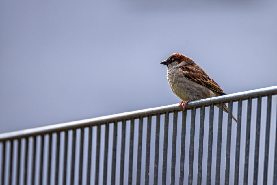 2025-04-FCa-086-Haussperling Haussperling