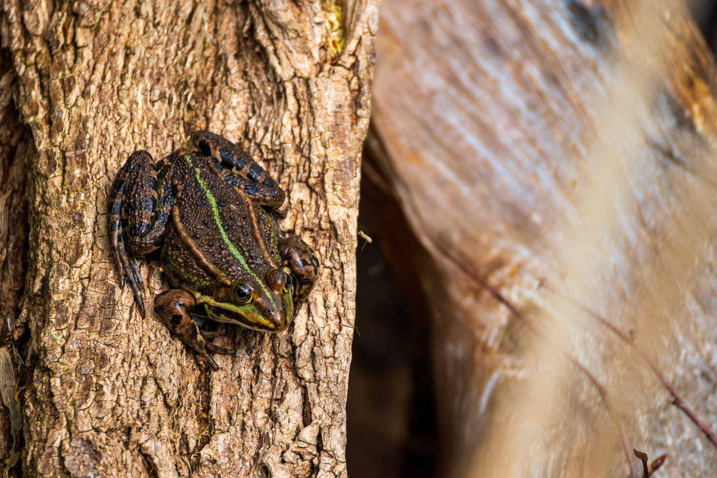 Nicht näher bestimmter Wasserfrosch