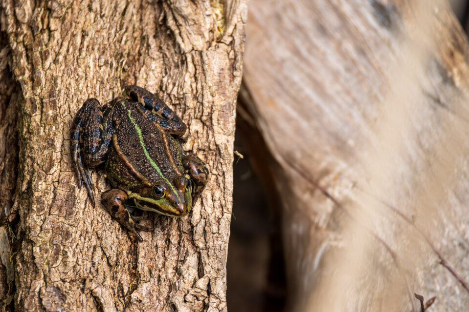 2025-04-FCa-088-Wasserfrosch Nicht näher bestimmter Wasserfrosch