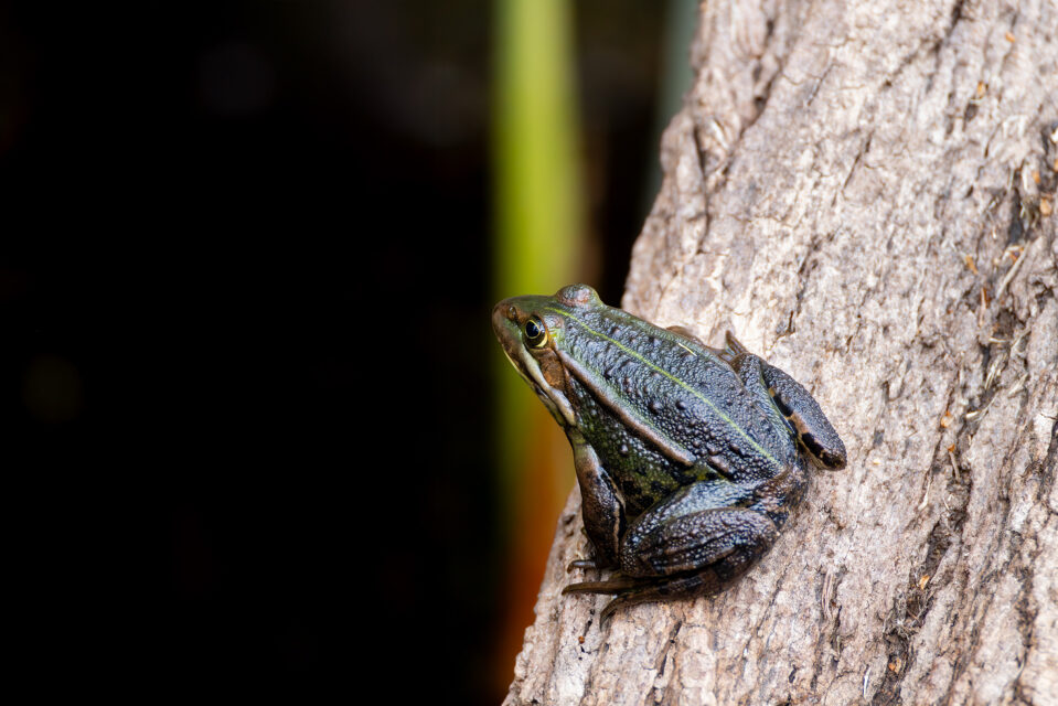 2025-04-FCa-089-Wasserfrosch Nicht näher bestimmter Wasserfrosch