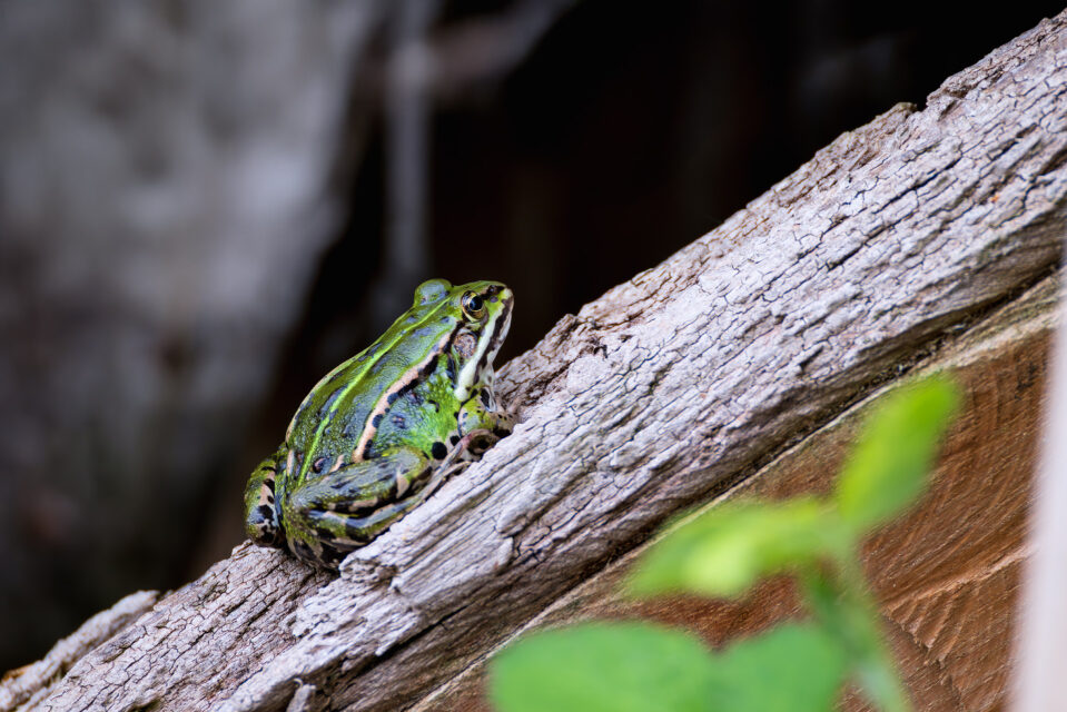 2025-04-FCa-090-Wasserfrosch Nicht näher bestimmter Wasserfrosch