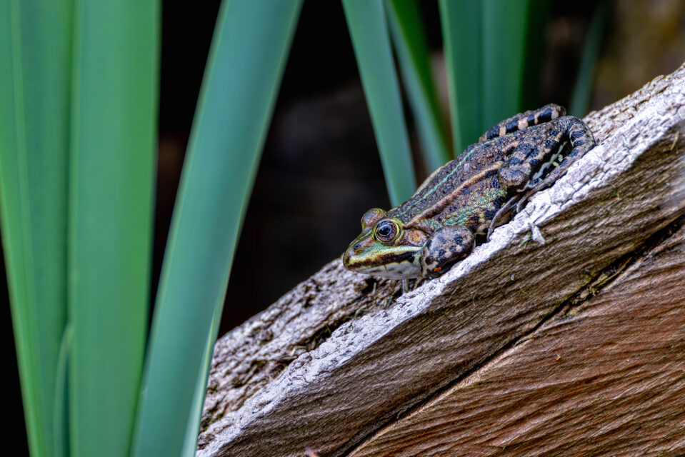 2025-04-FCa-091-Wasserfrosch Nicht näher bestimmter Wasserfrosch