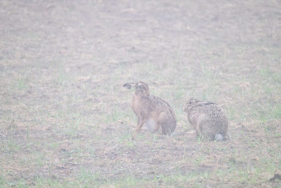 Feldhasen im Nebel