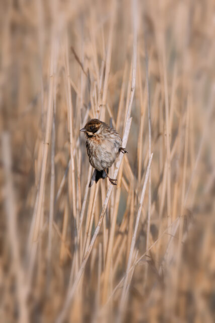 Rohrammer - weiblich