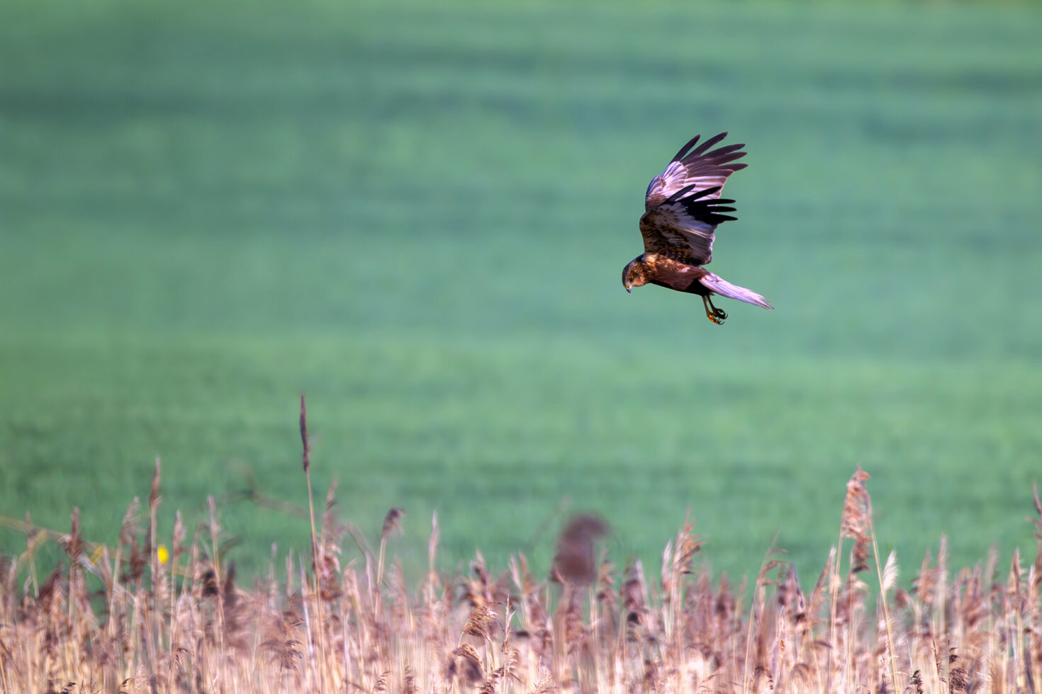2025-04-FCa-096-Rohrweihe-maennlich Rohrweihe - männlich