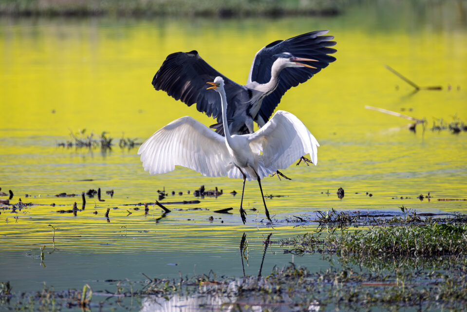 Zänkisches Volk (links Graureiher / rechts Silberreiher)
