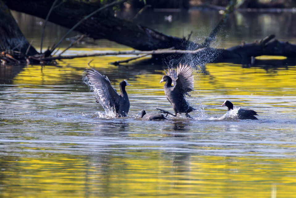 Revierkampf bei den Blässhühnern