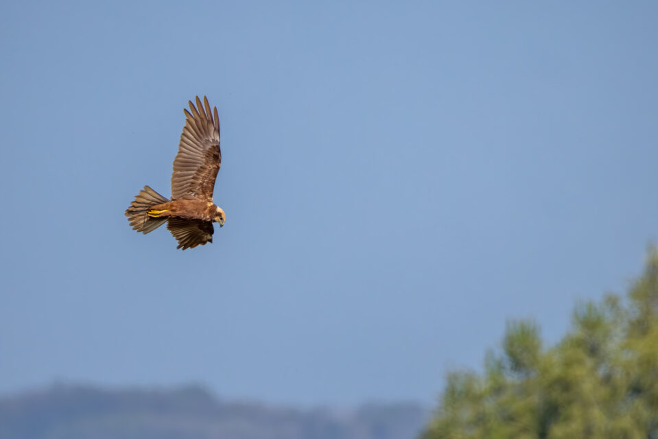 Rohrweihe - weiblich