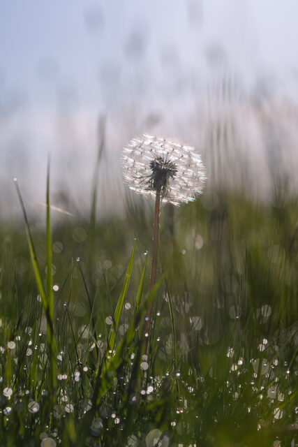 Pusteblume