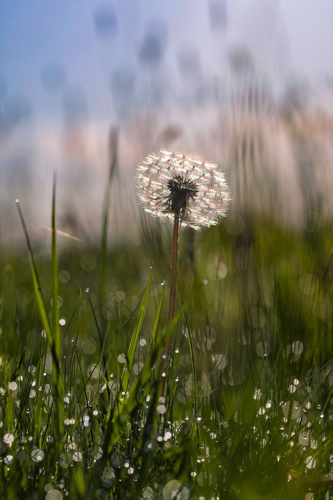 2025-04-FCa-110-Pusteblume Pusteblume