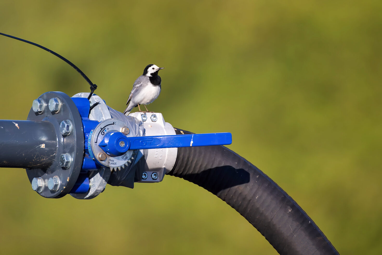 Technikwärterin - die Bachstelze