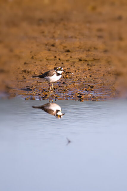 Flussregenpfeifer wollte sich mal im Spiegel betrachten ;-)