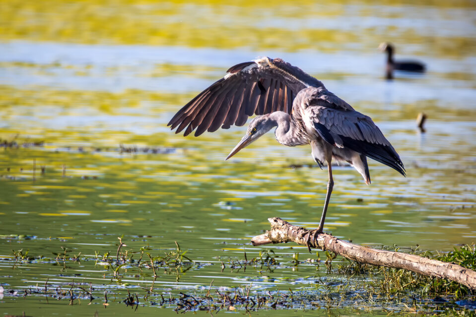 Graureiher - keine Ahnung, wie sich diese Yogastellung nennt ;-)