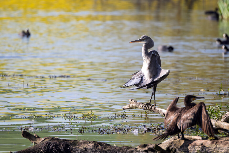 Graureiher beim Morgenyoga &quot;Om&quot;