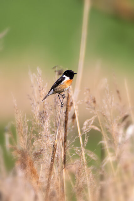 Schwarzkehlchen - männlich