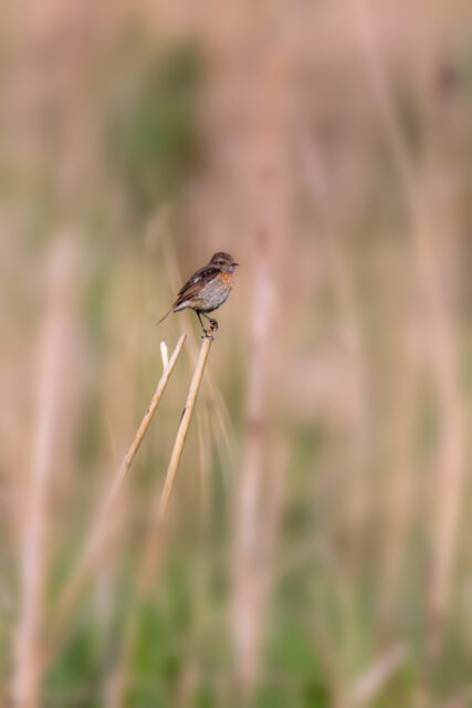 Schwarzkehlchen - weiblich