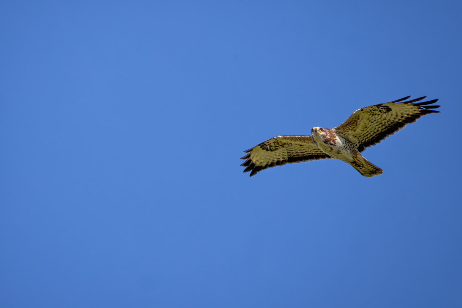Mäusebussard