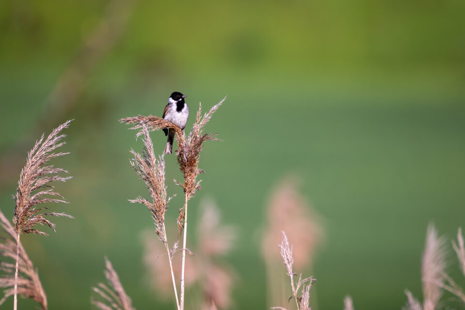 Rohrammer - männlich