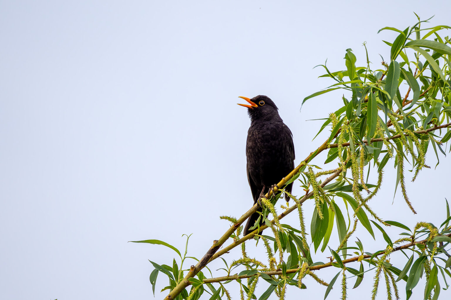 Amsel - männlich