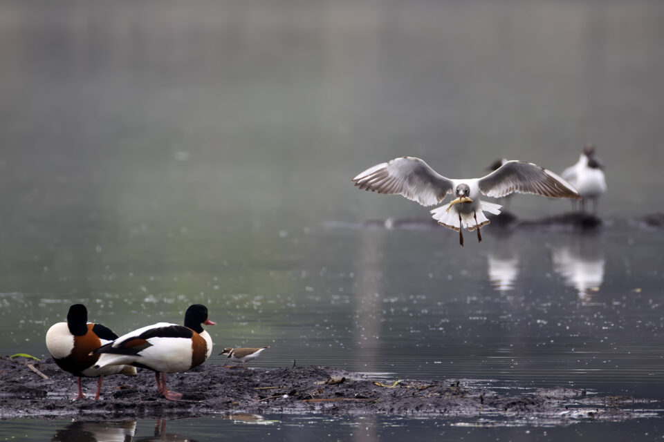 Brandgänse und Lachmöwe