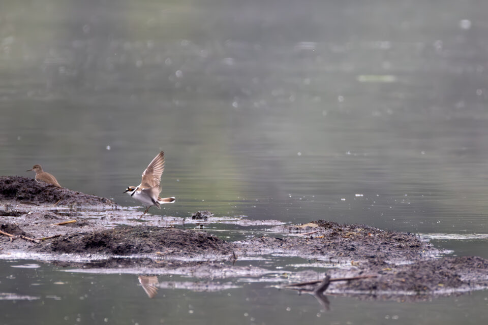 Flussregenpfeifer im Hintergrund nicht näher bestimmte Limikole