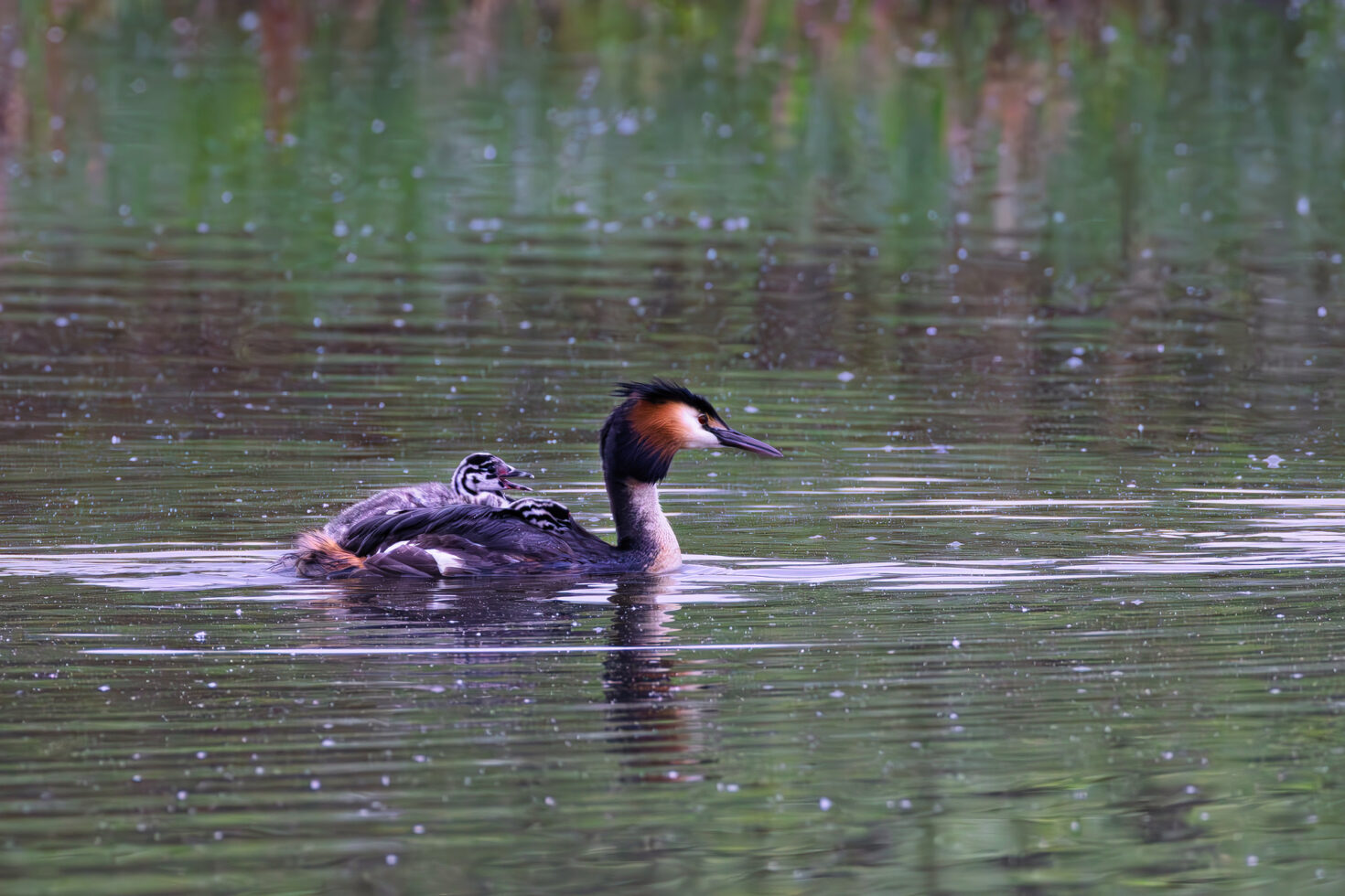 Haubentaucher mit Nachwuchs auf dem Rücken