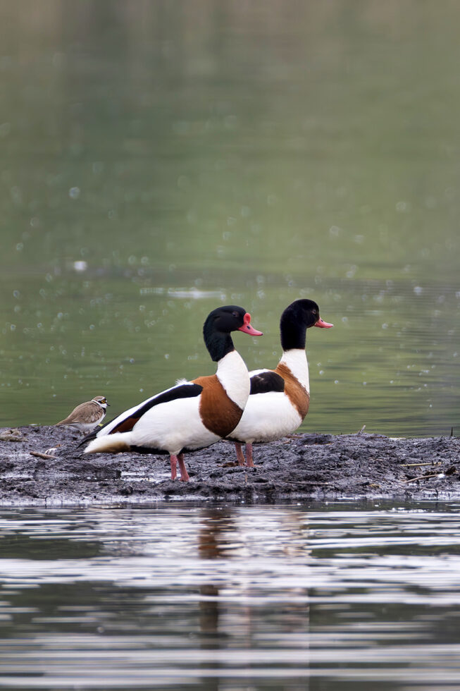 Brandgänse und im Hintergrund ein Flussregenpfeifer
