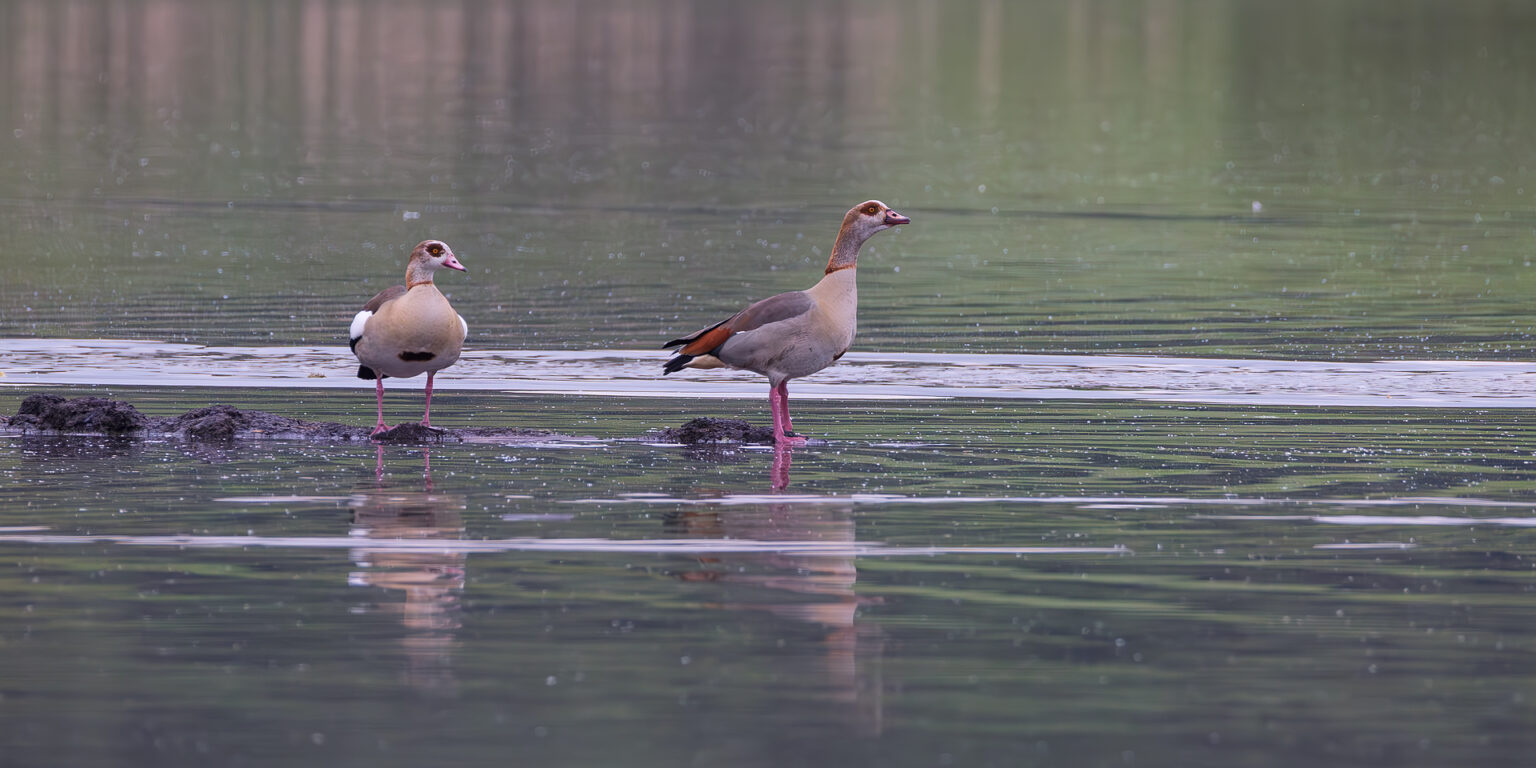 Nilgänse