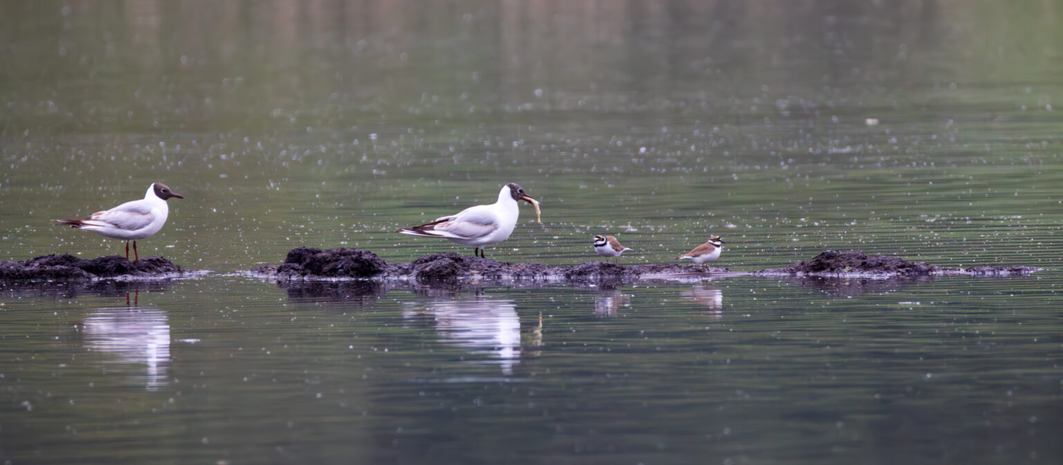 Lachmöwen und Flussregenpfeifer
