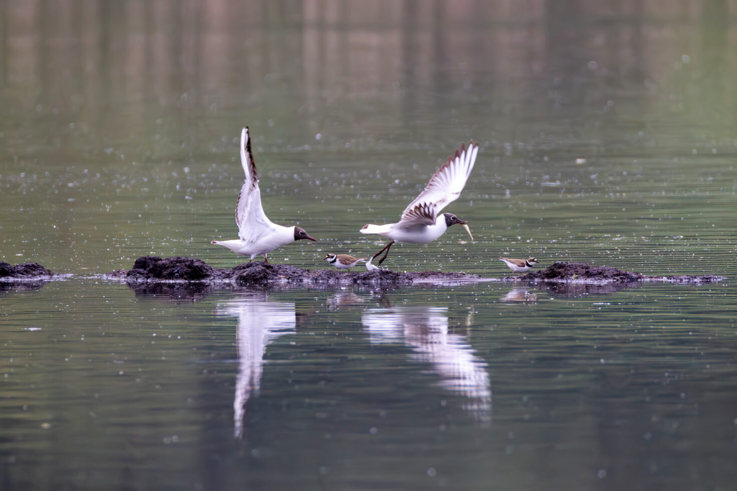 Lachmöwen und Flussregenpfeifer