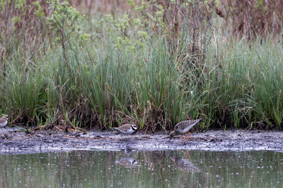 Flussregenpfeifer links und Kampfläufer rechts