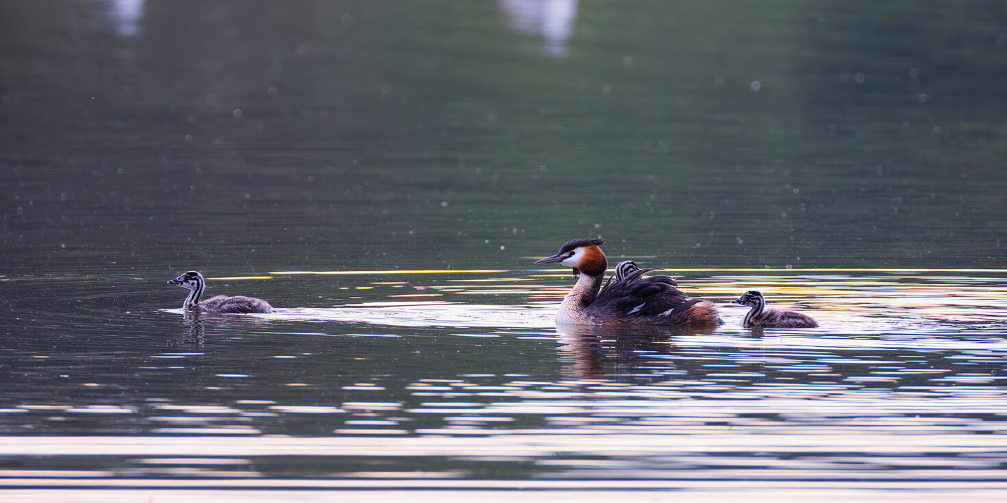 Haubentaucher mit Nachwuchs