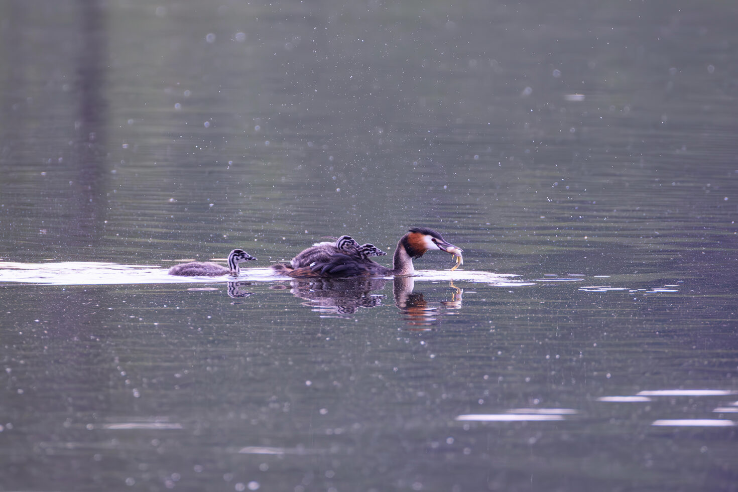 Haubentaucher mit Nachwuchs