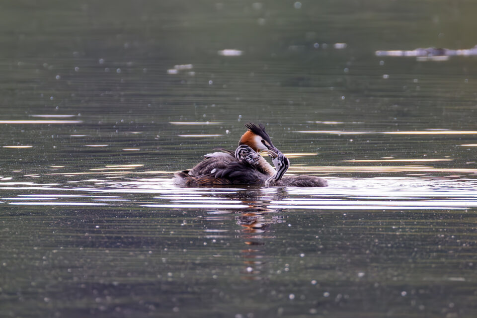 Haubentaucher mit Nachwuchs und Fisch