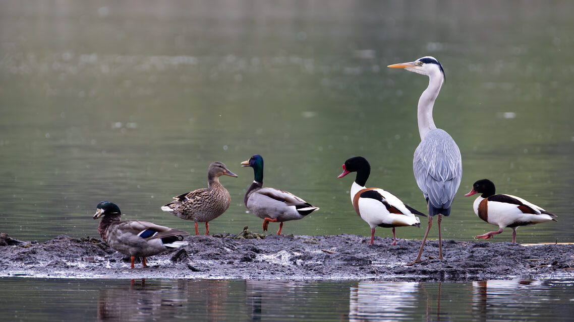 Stockenten, Brandgänse und ein Graureiher