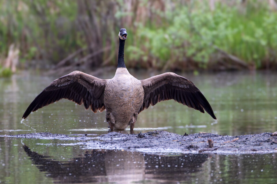 Ich bin der König der Welt (Kanadagans)