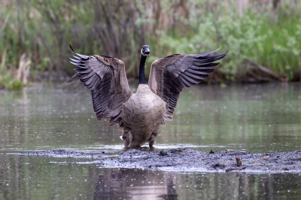 E nomine patris - Amen ! (Kanadagans)