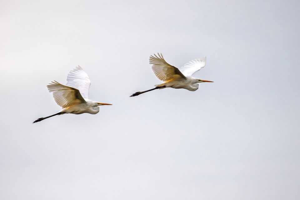 Im Doppelpack - Silberreiher