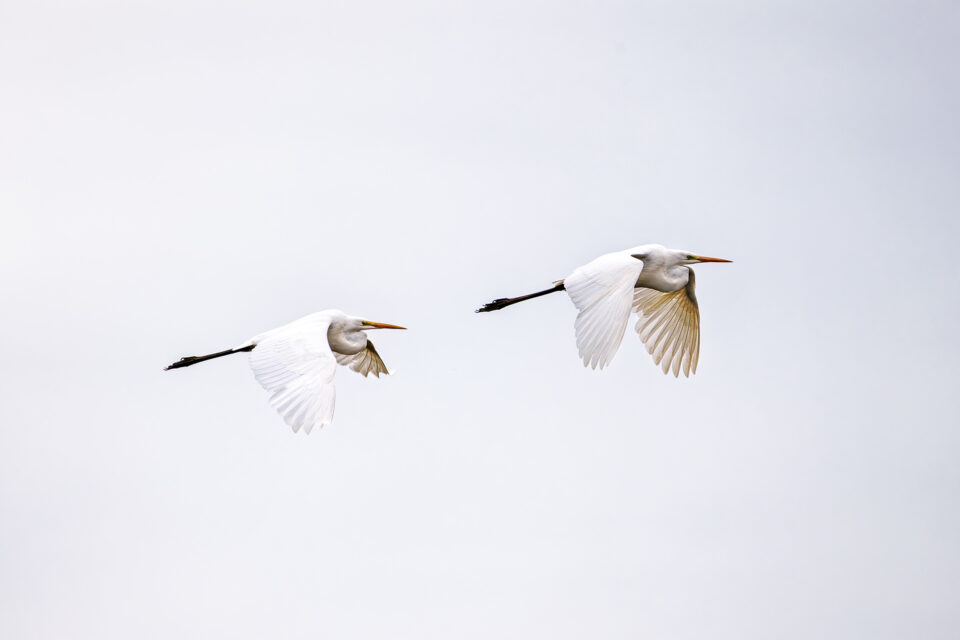Im Doppelpack - Silberreiher