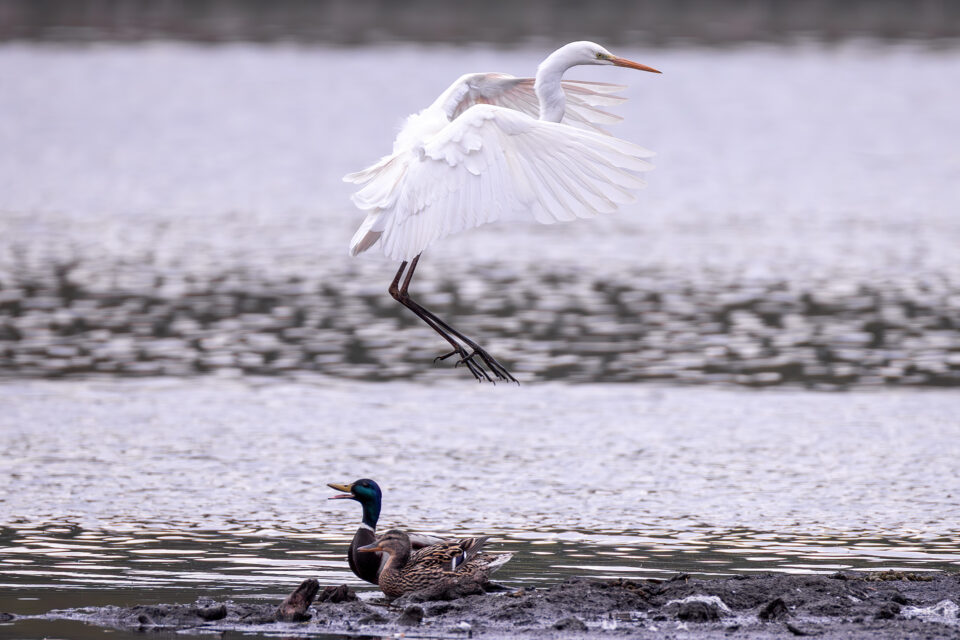 Silberreiher und Stockentenpaar