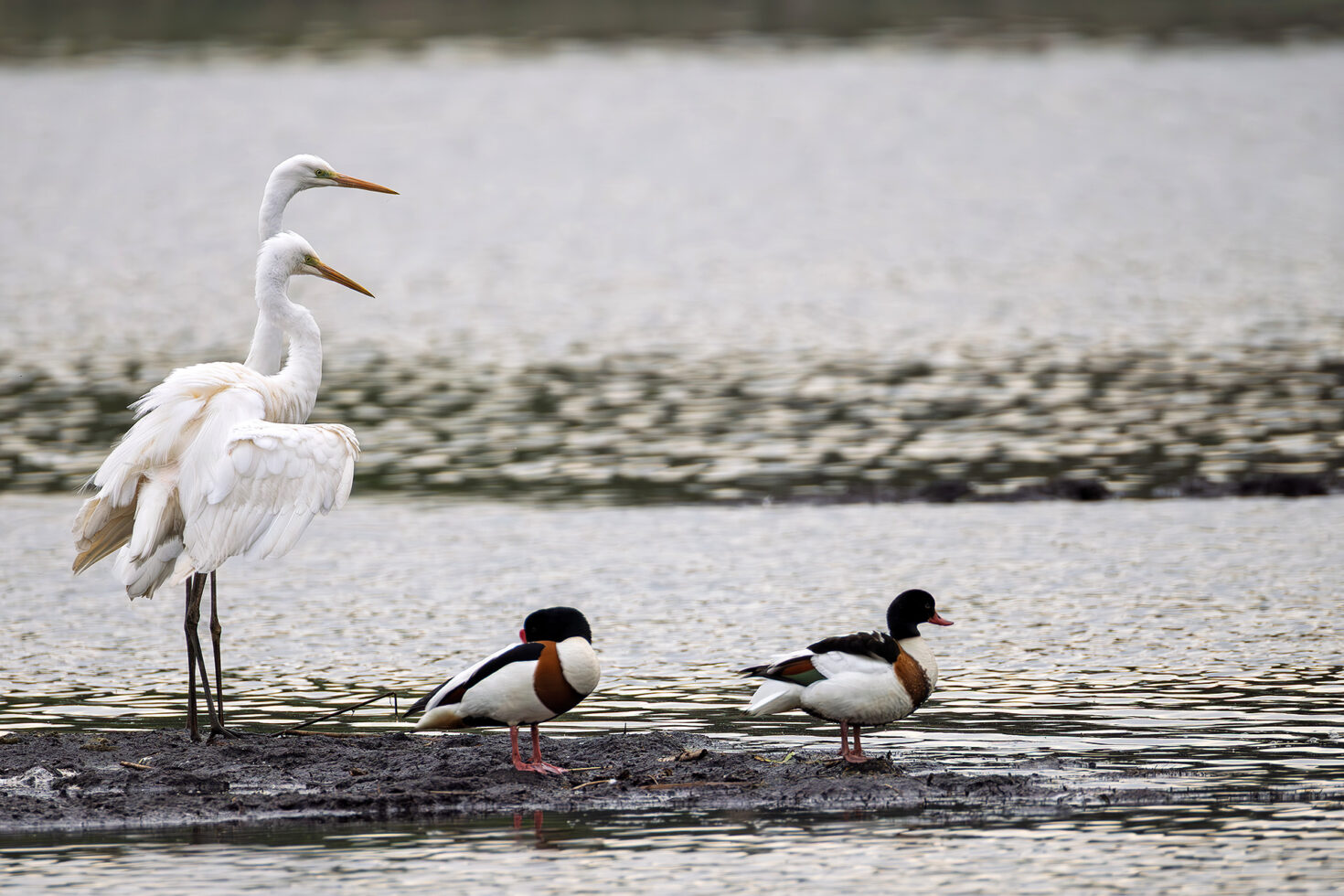 Silberreiher und Brandgänse