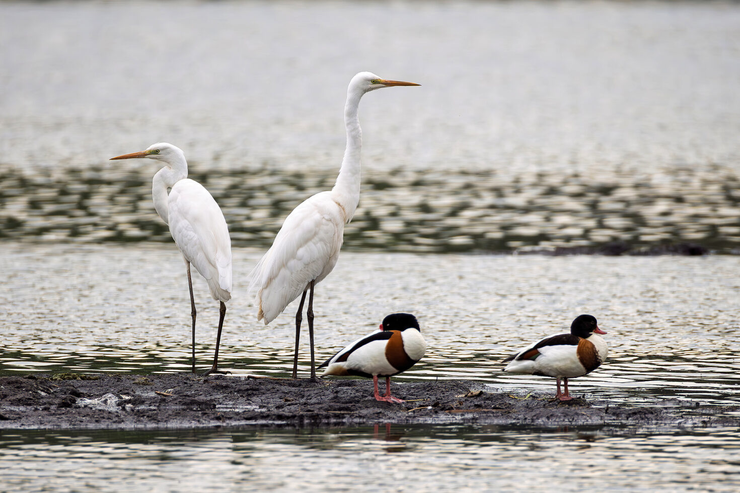 Silberreiher und Brandgänse