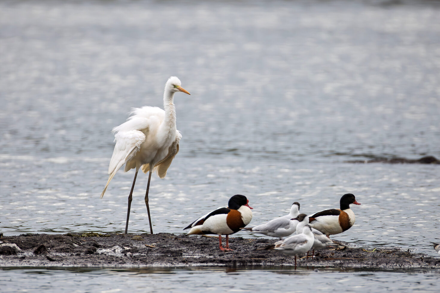 Silberreiher, Brandgänse und Lachmöwen