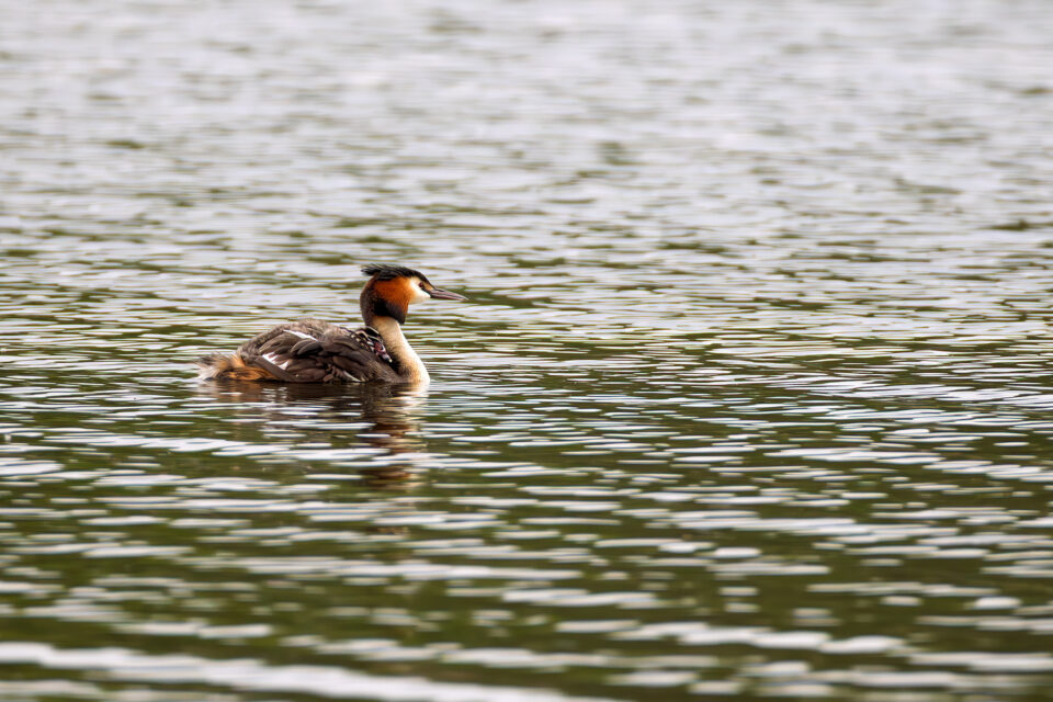 Haubentaucher mit Nachwuchs auf dem Rücken