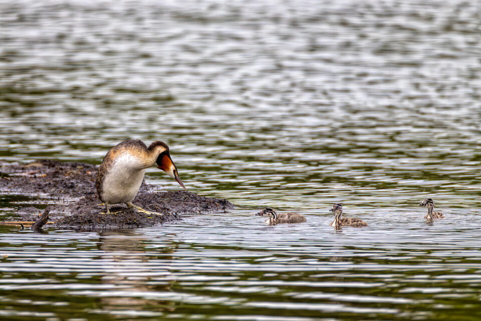 Haubentaucher mit Nachwuchs