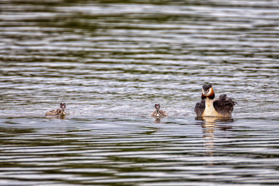 Haubentaucher mit Nachwuchs