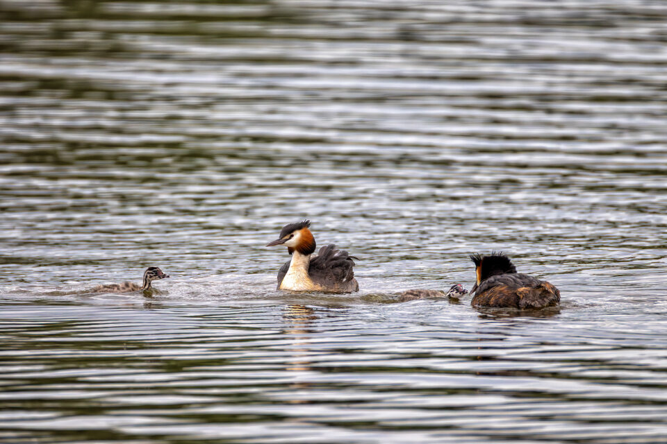 Haubentaucher mit Nachwuchs
