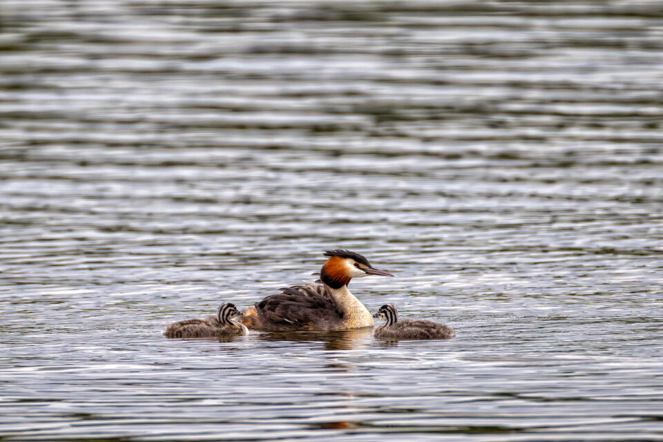 Haubentaucher mit Nachwuchs