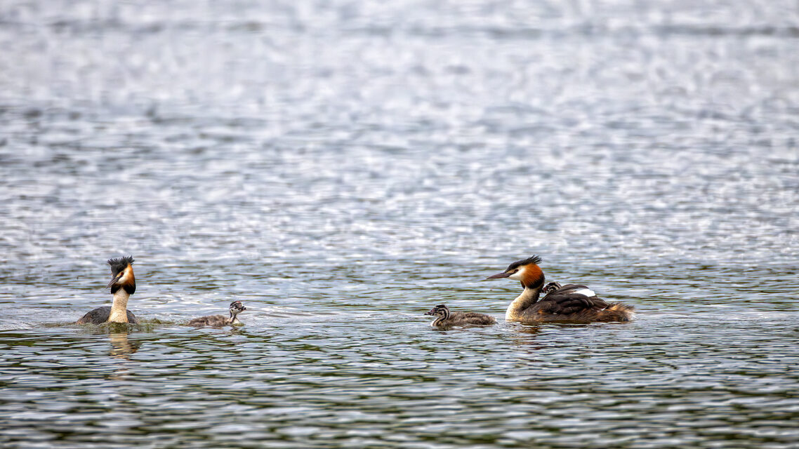 Haubentaucher mit Nachwuchs