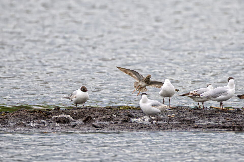 Lachmöwen und Kampfläufer